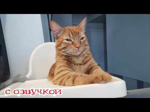 Видео: Приколы с котами С ОЗВУЧКОЙ! Смешные коты и кошки, лучшие приколы с животными | смех до слёз 2025