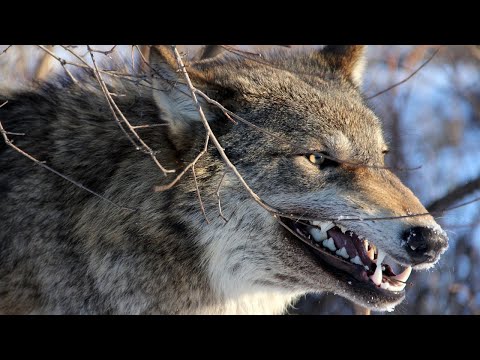 Видео: 6 УДАЧНЫХ ОХОТ на ВОЛКА в ОДНОМ ФИЛЬМЕ