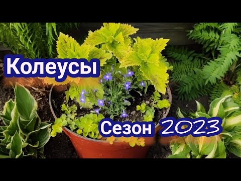 Видео: Колеусы в композиции. Что придумала в этом сезоне!