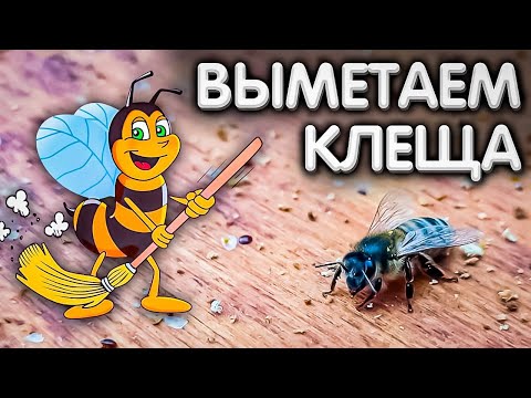 Видео: ВЫМЕТАЕМ клеща ВАРРОА из ульев.