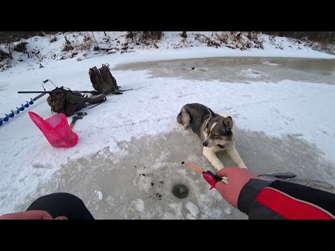 Видео: Рыбалка на Хариуса! Бешенный клев хариуса! Попали на раздачу кабанов! Рыбалка 2020