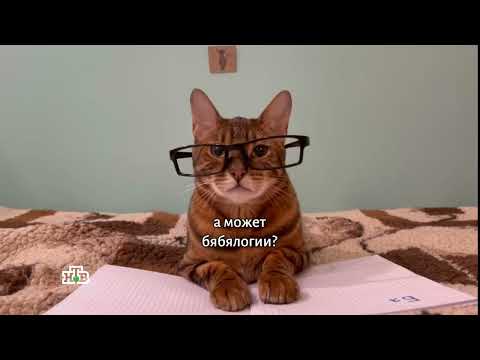 Видео: Котинет в НТВ, выпуск с Валерием Полосатиком!