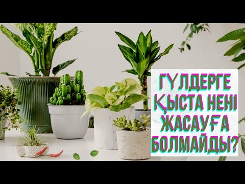 Видео: Қыста үй гүлдерінің топырағын ауыстыруға болады ма?