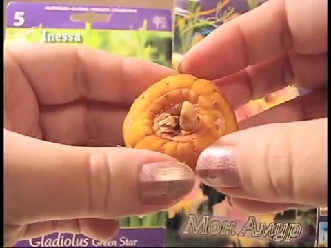 Видео: Купили гладиолусы в марте.  Что с ними делать. Gladiolus.
