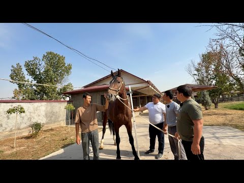 Видео: Үздік Атбегілер Ташкент Өмірден өткен Смадияр ағамыздың 2 гектар қорасы 10 пар атқа арналған орын