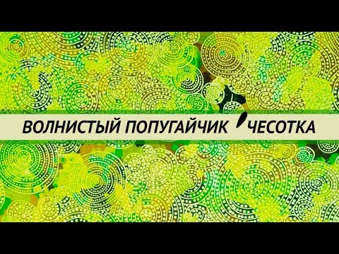 Видео: Кнемидокоптоз. Чесотка у волнистых попугаев.  Лечение, препараты, диагностика, обработка клетки.