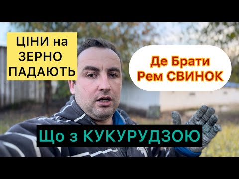 Видео: ЦІНИ на Зерно, От вам і Прогнози, де Беру рем Свинок