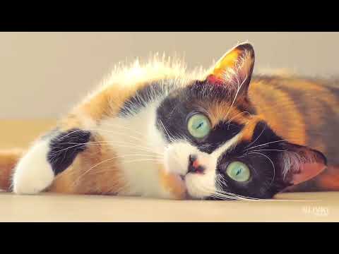 Видео: ЕСЛИ БЫ СЛИВКИ ШОУ НЕ БЫЛ ТЕРПИЛОЙ