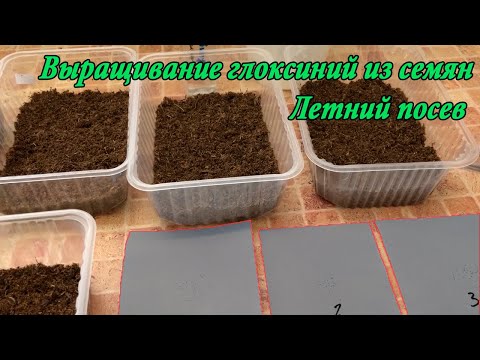 Видео: Глоксинии из семян. Летний посев. Присоединяйтесь!