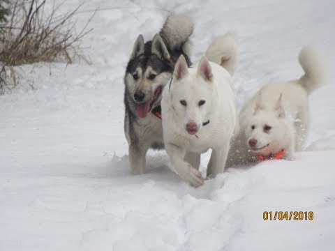 Видео: Приехали в лес на прогулку