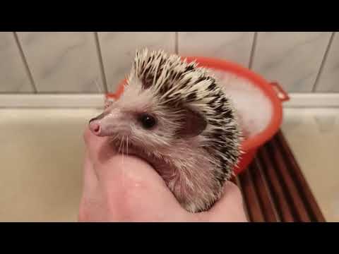Видео: Африканский ёжик Ежиха появилась перхоть чешется выпадают иголки купать как правильно мыть ежика