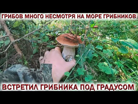 Видео: 💥ГРИБОВ МНОГО несмотря на МОРЕ ГРИБНИКОВ👉ВСТРЕТИЛ ГРИБНИКА под ГРАДУСОМ.🍄Грибы в Подмосковье🌲