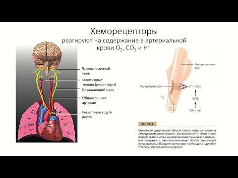 Видео: Регуляция внешнего дыхания