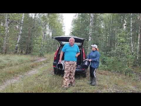 Видео: Открыли грибной сезон. Лисички в сметане на мангале.