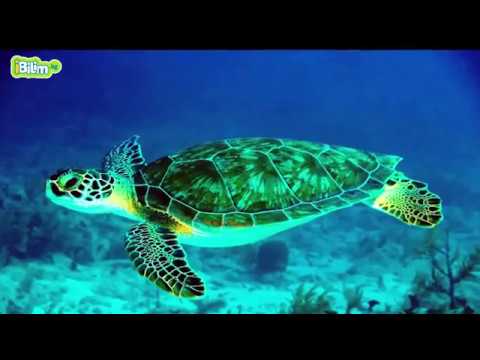 Видео: Кандай жаныбарлар болот?