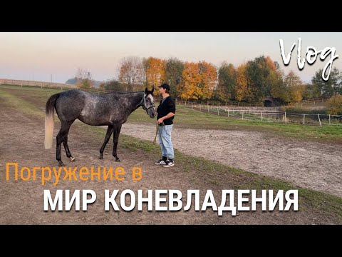 Видео: Погружение в мир коневладения