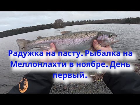 Видео: Радужка на пасту. Рыбалка на Меллонлахти в ноябре. День первый.