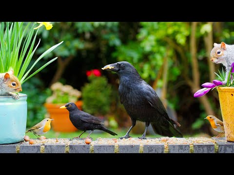 Видео: Птицы для кошек 🕊️ Весенние птицы и белки находят тайник с едой 🐿️ Кошка тв 4K HDR