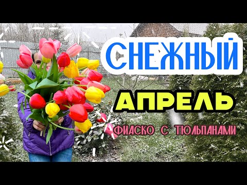 Видео: СНЕЖНЫЙ АПРЕЛЬ И ФИАСКО С ТЮЛЬПАНАМИ #милый сад