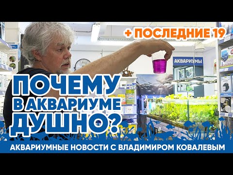 Видео: Аквариумные новости с Владимиром Ковалёвым (2.08.24). Почему в аквариуме душно?