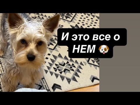 Видео: И это все о НЕМ 🐶