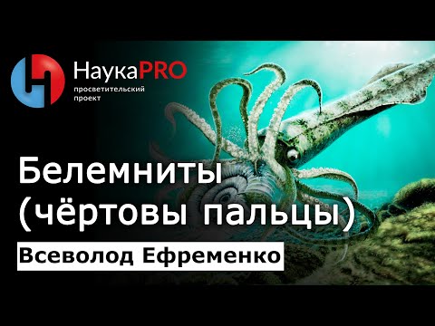 Видео: Всё о белемнитах (чёртовых пальцах) – Всеволод Ефременко | Лекции по палеонтологии | Научпоп