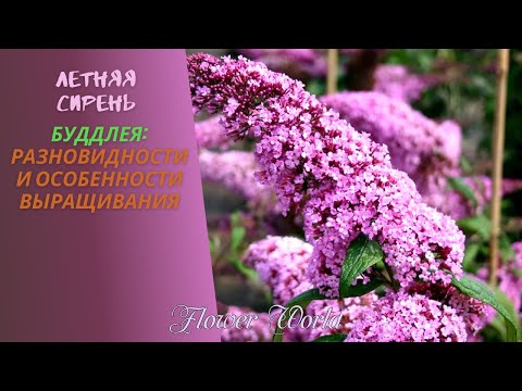 Видео: Летняя сирень Буддлея - разновидности и особенности выращивания.