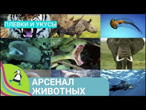 Видео: 🏝 ЭКСКУРС В ОРУЖЕЙНУЮ ПАЛАТУ ДИКОЙ ПРИРОДЫ 🏝 Арсенал животных. Плевки и укусы. 5 Серия🐾Фильм в HD