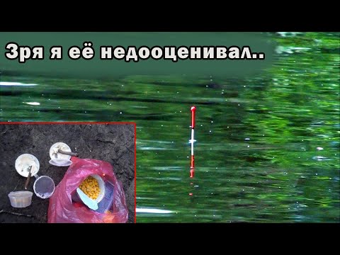Видео: Рыбалка на карася!  Насадка которую я недооценивал....