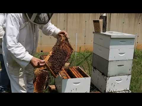 Видео: Частина 1. Цей метод виводу маток перевернув уявлення! Боб Біні (США)
