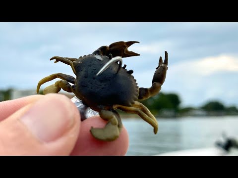 Видео: Поддельные крабы, настоящие результаты — эксперимент по ловле рыбы в Таутоге