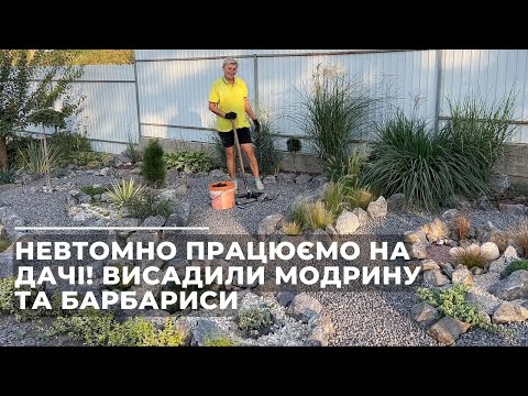 Видео: Невтомно працюємо на дачі! Висадили модрину та барбариси