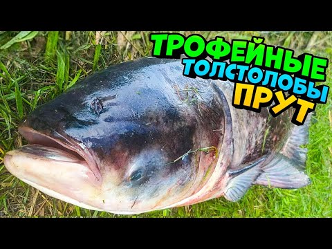 Видео: ТРОФЕЙНЫЕ толстолобы прут.  Рыбалка на толстолоба 2022.