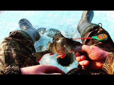 Видео: Ладога. Креницы ловля окуня в январе .