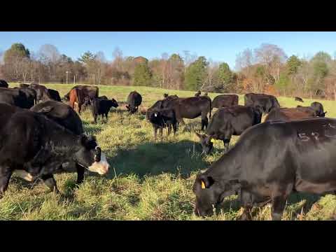 Видео: Вот как должны выглядеть ваши коровы в последний день перегона!