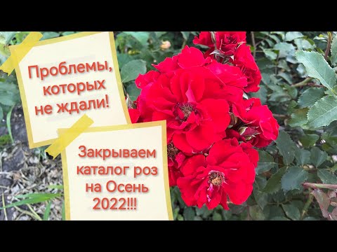 Видео: Проблемы, которых не ждали! 😱😱😱Закрываем каталог роз на Осень2022!!!