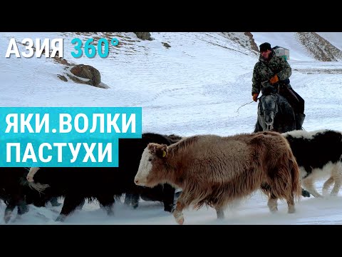 Видео: Яки. Волки. Кыргызстан | АЗИЯ 360°