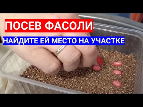 Видео: ПОСЕВ ФАСОЛИ СЕМЕНАМИ - ЛУЧШЕ ПРОРАСТИТЬ. КАК ПОСАДИТЬ СПАРЖЕВУЮ  ФАСОЛЬ