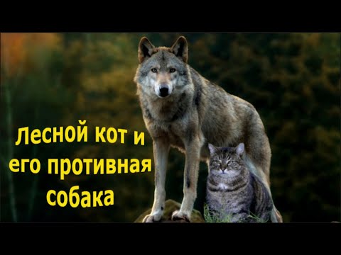Видео: "Лесной кот".