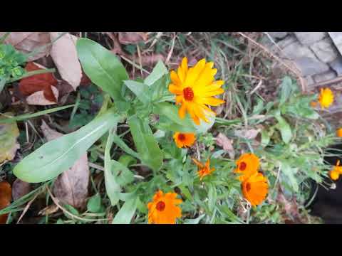 Видео: Нагідки. Народна медицина