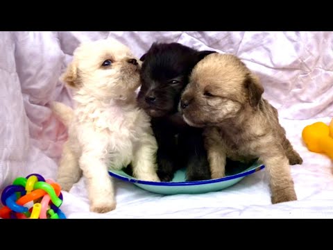 Видео: Как поживает та приютная бездомная собака и её щенки? 🐶🥰😘👍