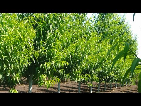 Видео: Когда приступать к летней формировке персика? (Высокое веретено).