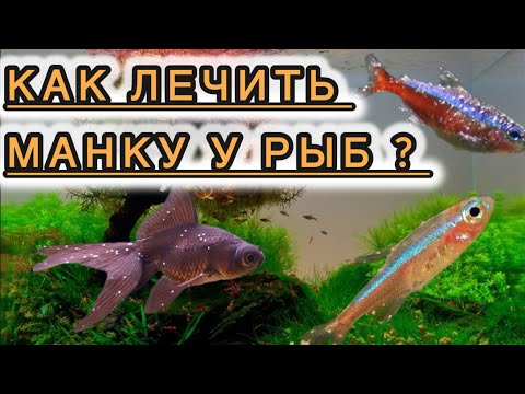 Видео: Как лечить манку у аквариумных рыб ? | Ихтиофтириоз у рыб 