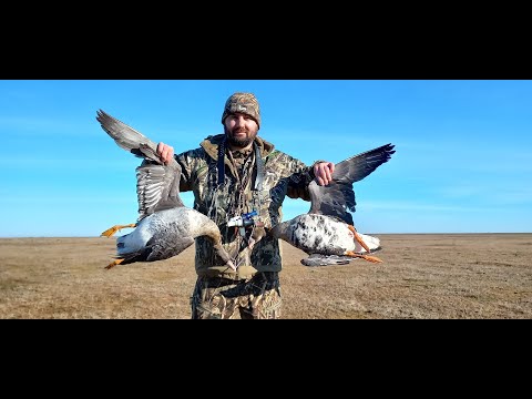 Видео: Охота на гуся. трек ЗОВЕТ гусиная охота. Песни Абакумова Артема