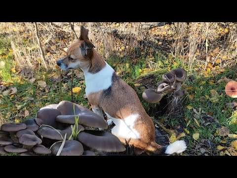 Видео: Грибники в восторге от таких находок! Грибное ассорти 02.11.2025.