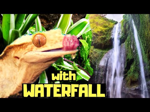 Видео: Биоактивная установка для бананоеда с водопадом и генератором тумана