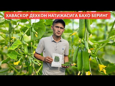 Видео: SEDIR F1. ХАВАСКОР ДЕХКОН НАТИЖАСИНИ КУРИНГ БАХО БЕРИНГ.