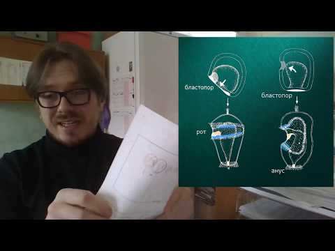 Видео: 6.1 Первичноротые и вторичноротые