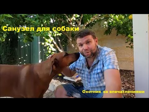 Видео: Санузел для собаки...