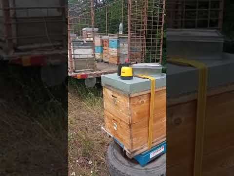 Видео: немецкие пчелы против кавказских.Серая горная кавказская порода пчел.Мнение пчеловода .